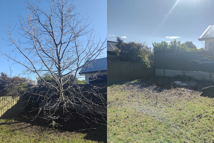 Tree Removal Adelaide in Hindmarsh