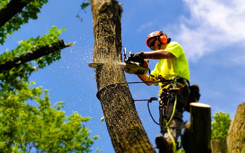 Tree Removal Townsville in Townsville City