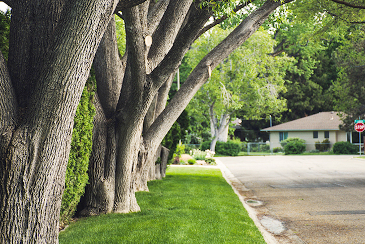 Tree Removal & Tree Loppers Perth in Perth