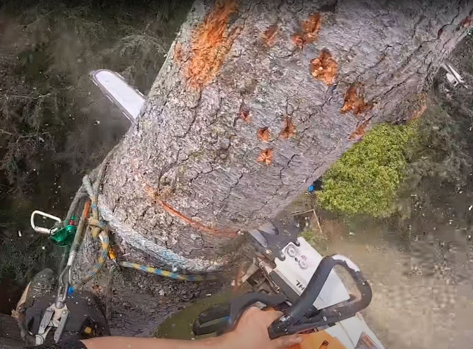 Tree Removal Wollongong in Wollongong