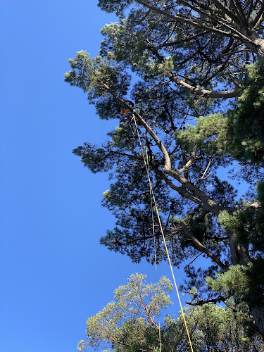 Tree Tech Management in Ballarat Central