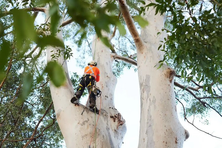 Treemendous Tree Care Sydney in Ermington