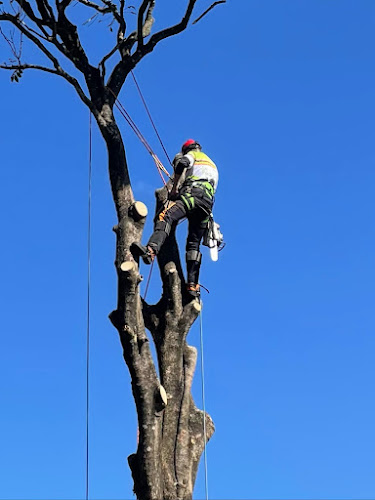 Treepeeps in Newstead