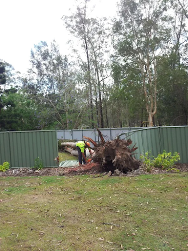 Trimfell Tree Services in Sunshine Coast