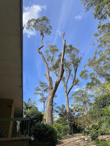 Ultimate Tree Specialist in Liverpool