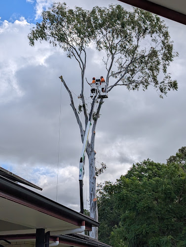 Virtue Tree Services in Ipswich