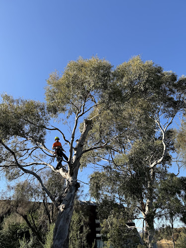 Why Arb- Arborist and Grounds Maintenance Hobart in Sandy Bay