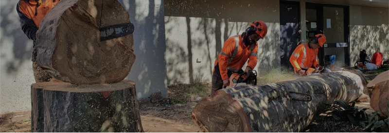 Wilkinson Tree Services in Sydney