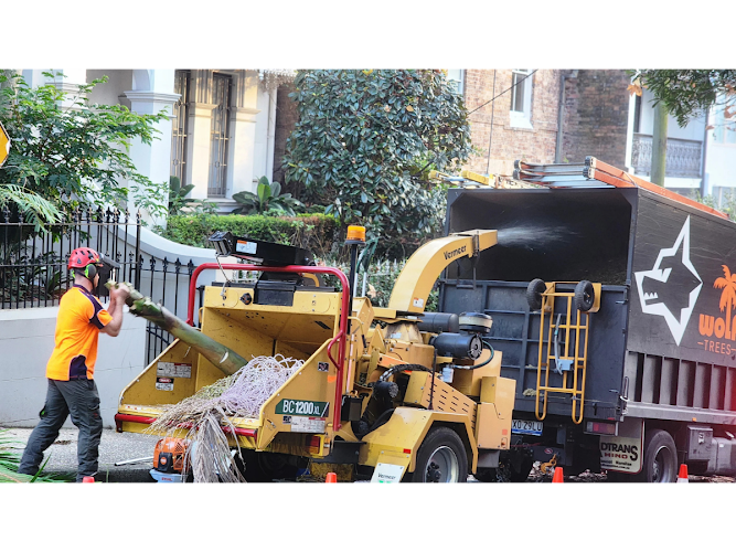 Wolf Trees - Arborist & Tree Removal Sutherland Shire in Sutherland