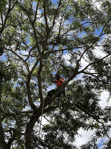 Your Local Tree Guy in Brisbane